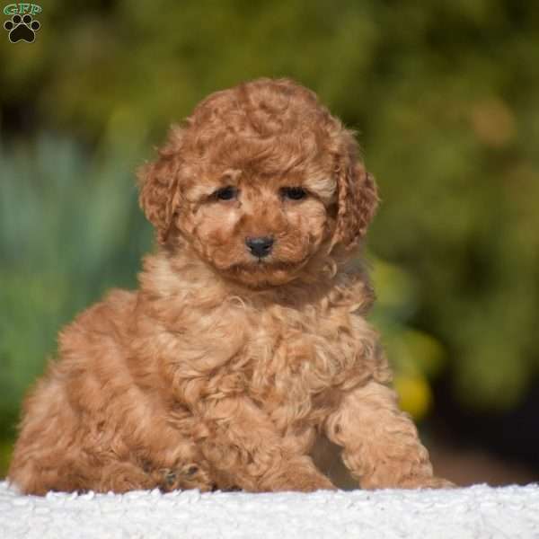 Keith, Miniature Poodle Puppy